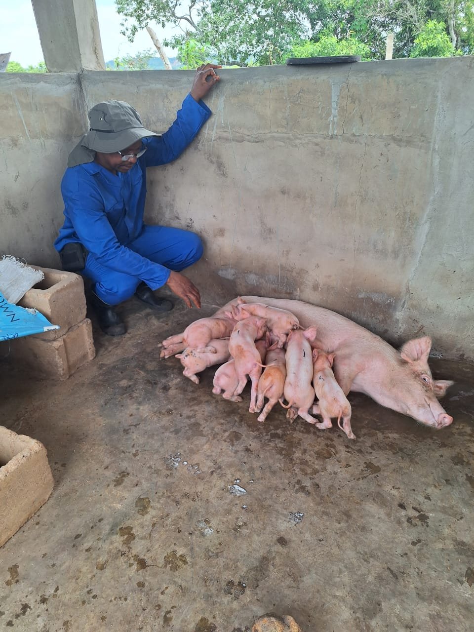 Livestock Farming And Meat Production